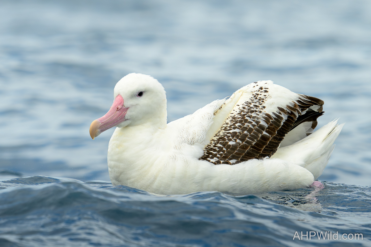 Gibson's Albatross