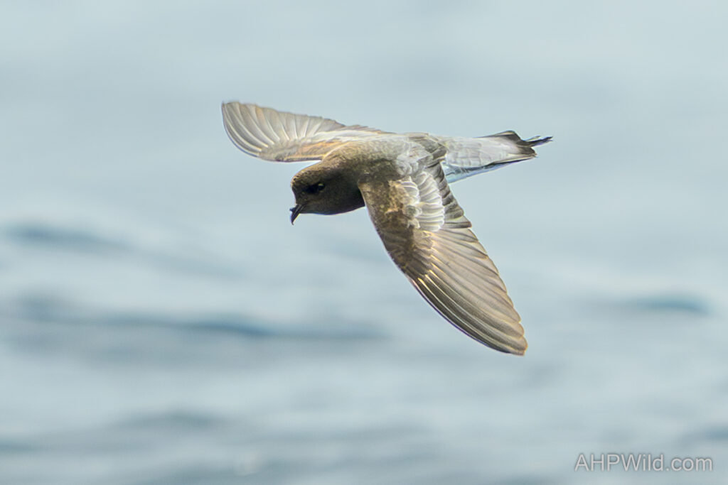 Grey-backed Storm Petrel