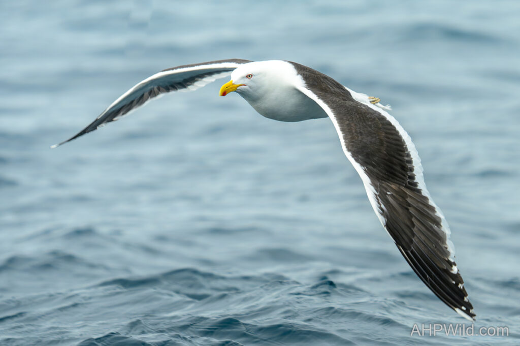 Kelp Gull