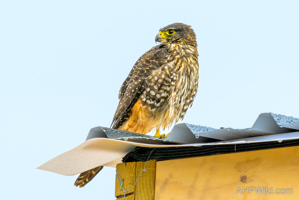 New Zealand Falcon
