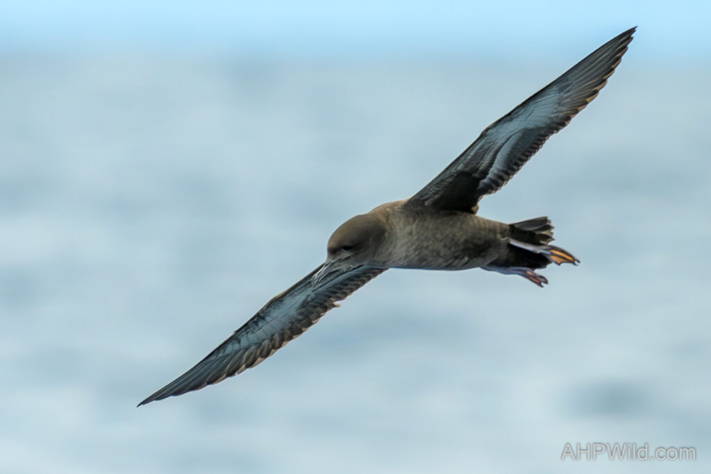 Short-tailed Shearwater