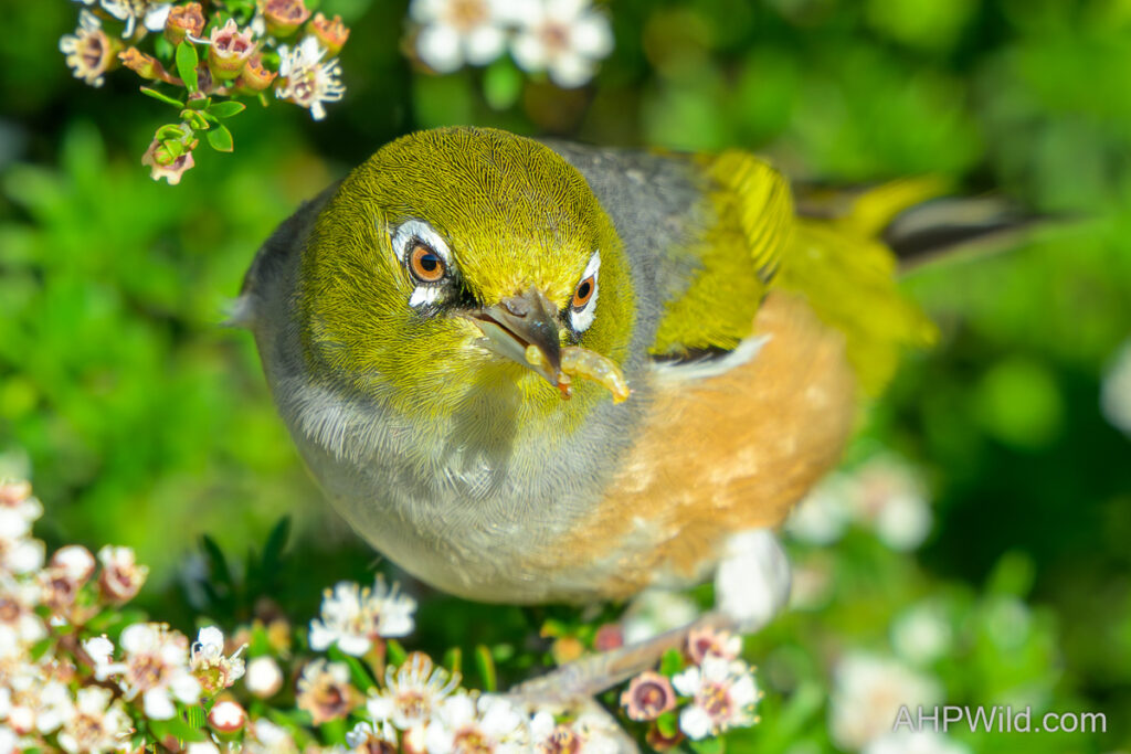 Silvereye