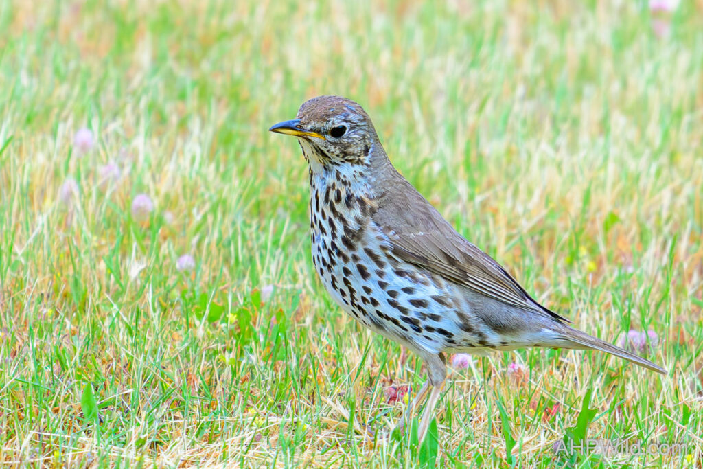 Song Thrush