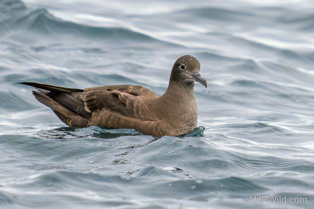 Sooty Shearwater