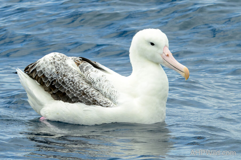 Southern Royal Albatross