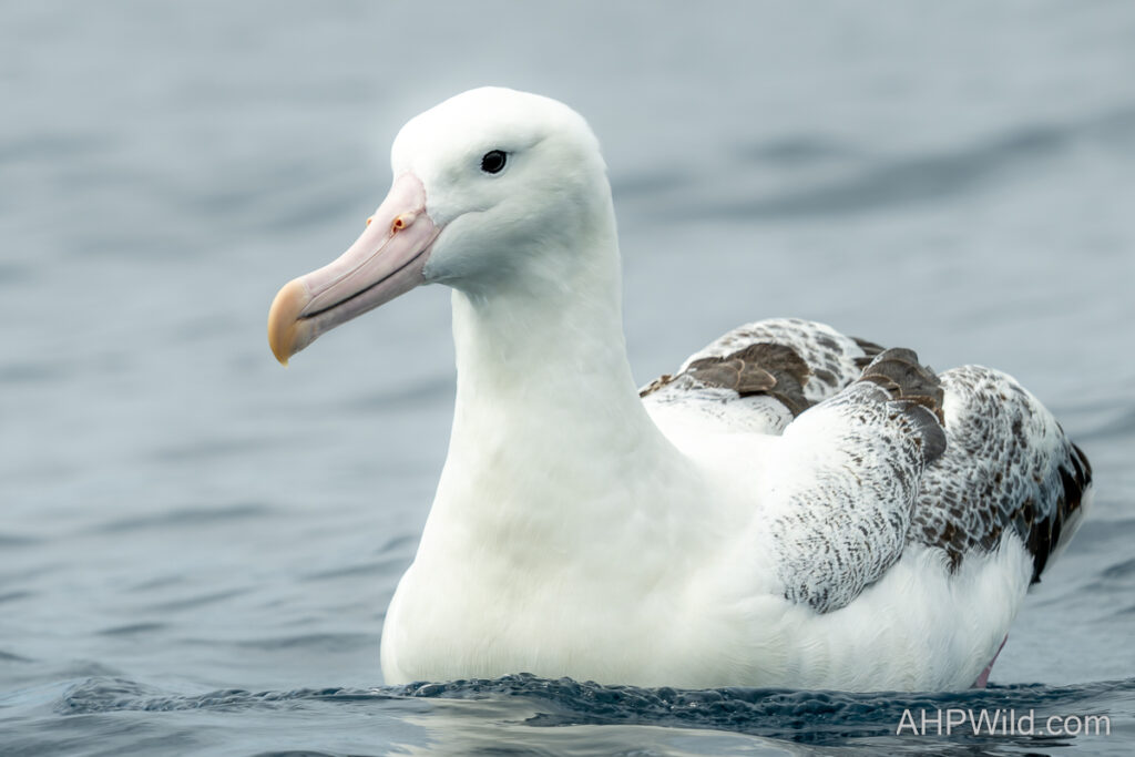 Southern Royal Albatross