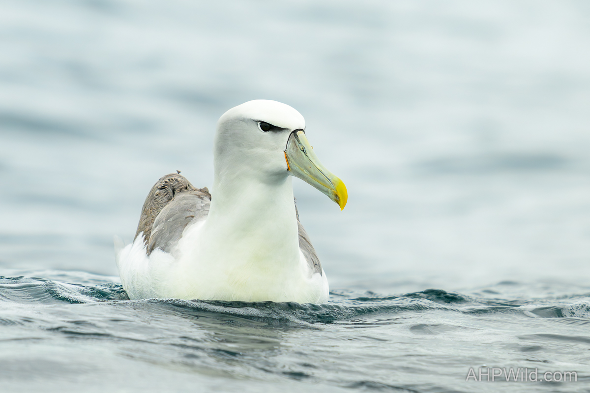 White-capped Albatross