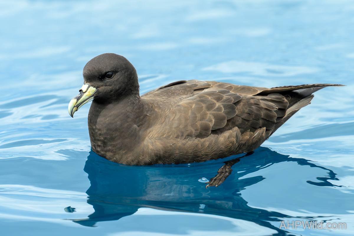 White-chinned Petrel