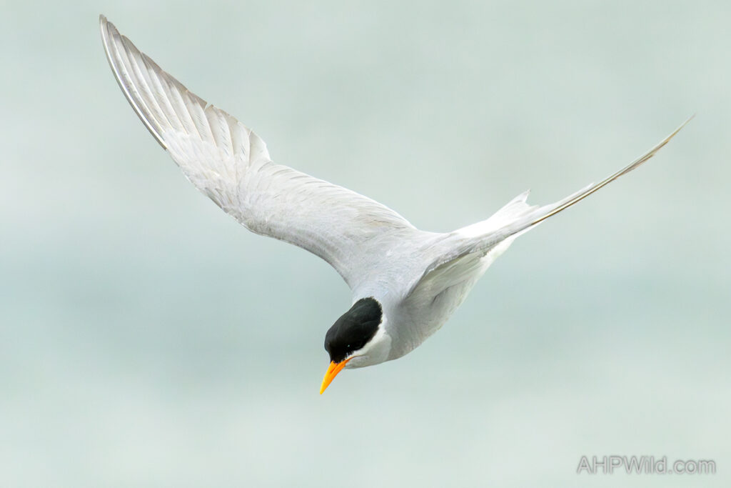 Black-Fronted Tern