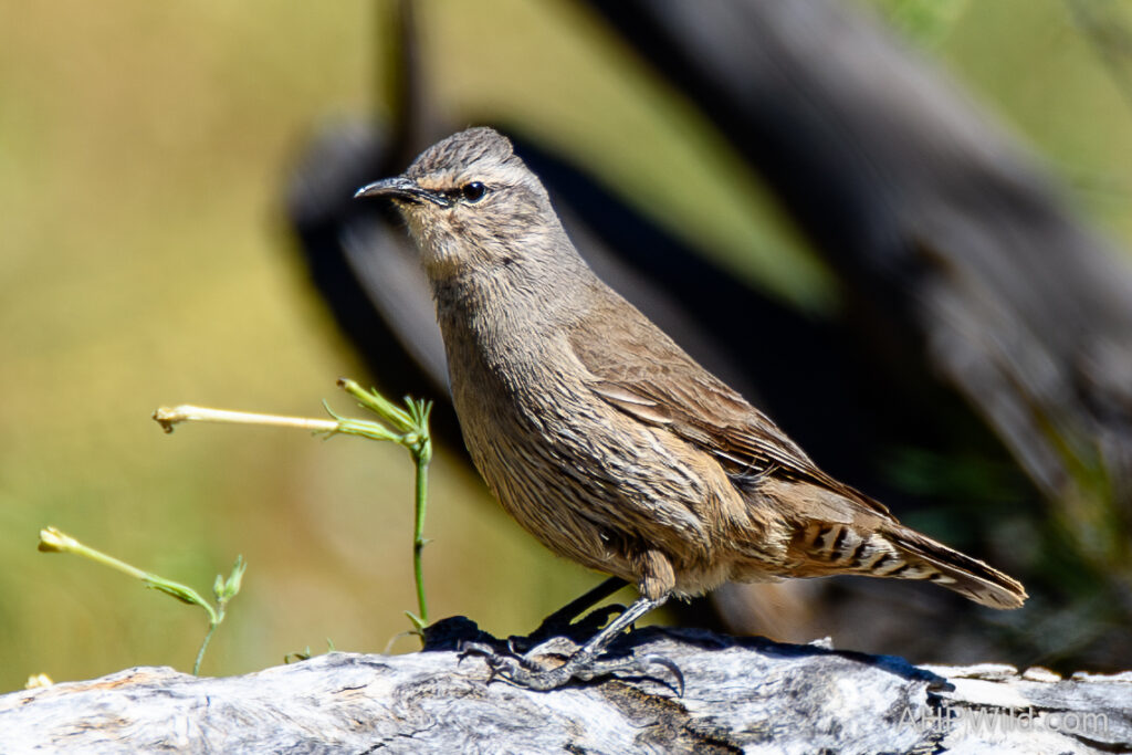 Brown Treecreeper