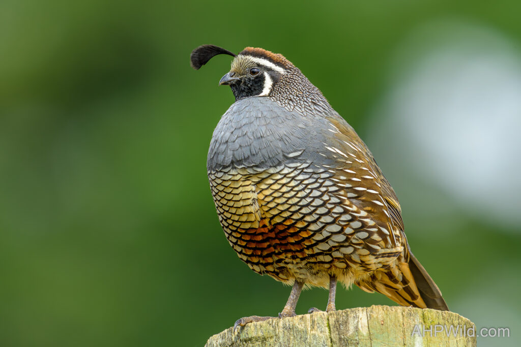 California Quail