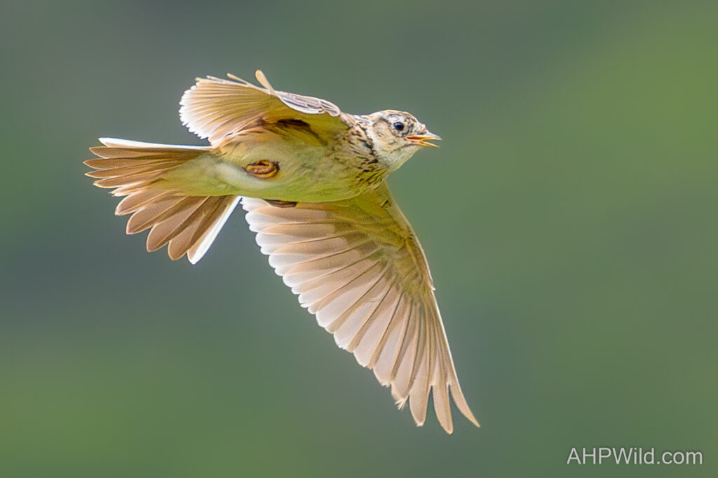 Eurasian Skylark