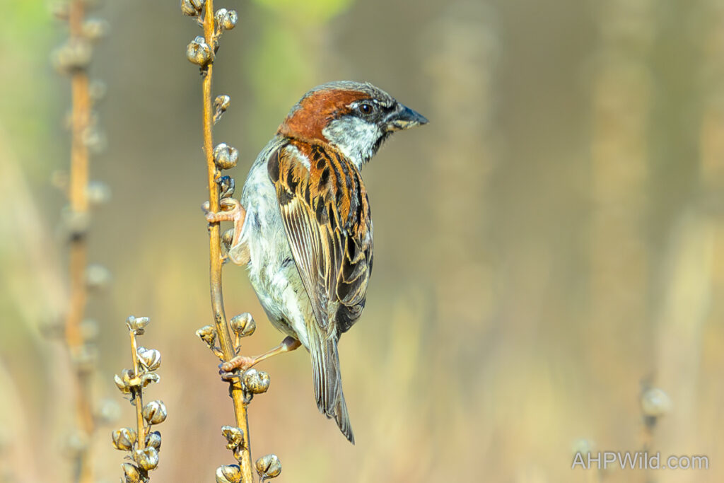 House Sparrow