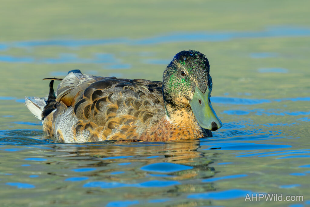 Mallard