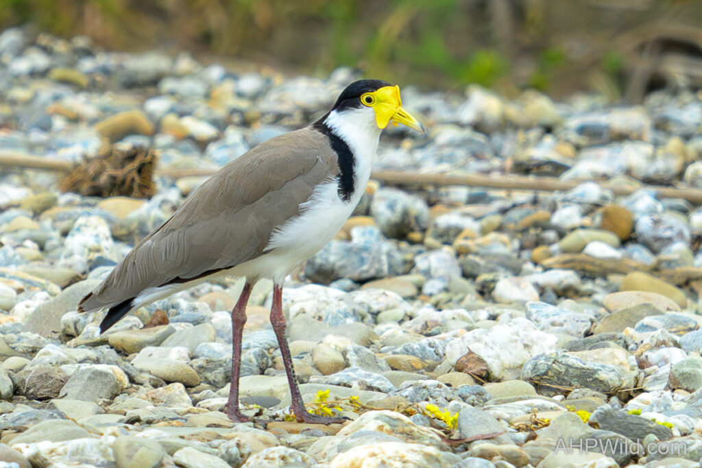 Masked Lapwing