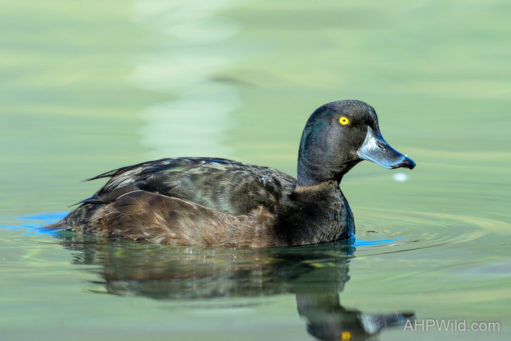 New Zealand Scaup