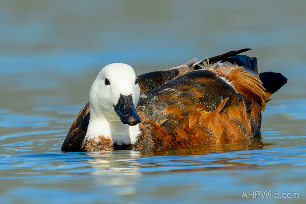 Paradise Shelduck