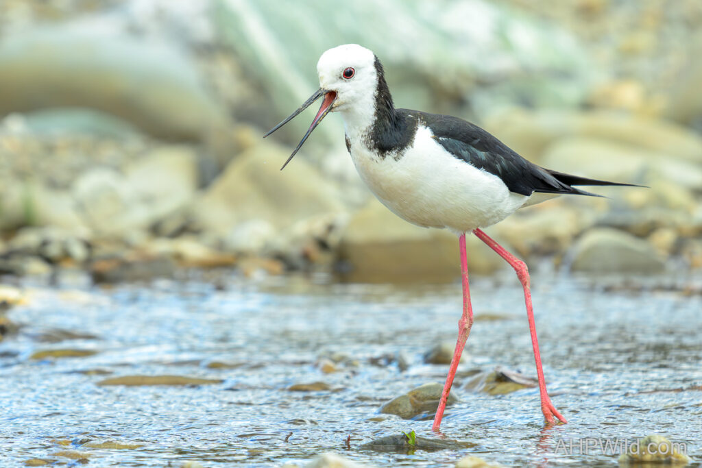 Pied Stilt