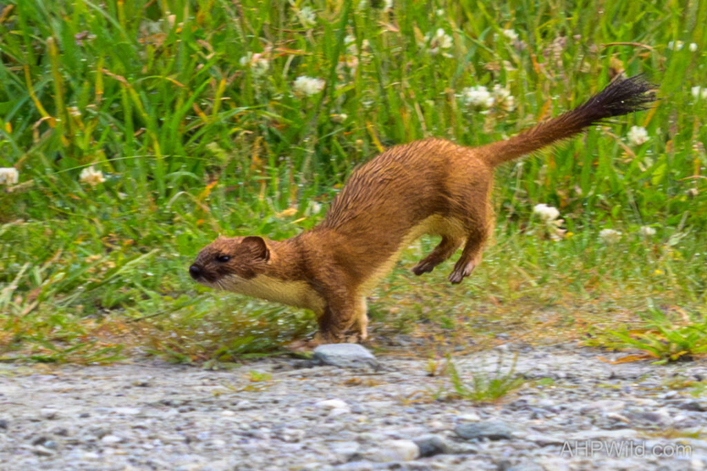 Stoat