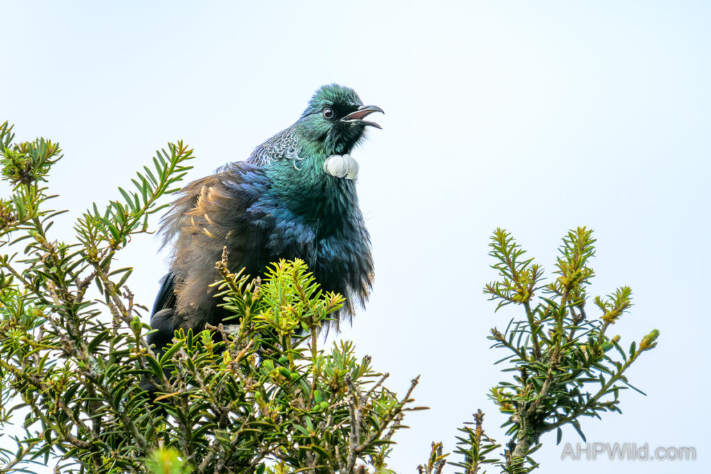 Tui