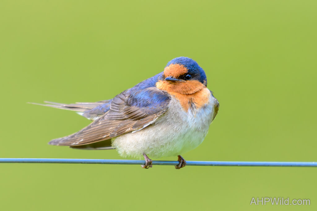 Welcome Swallow