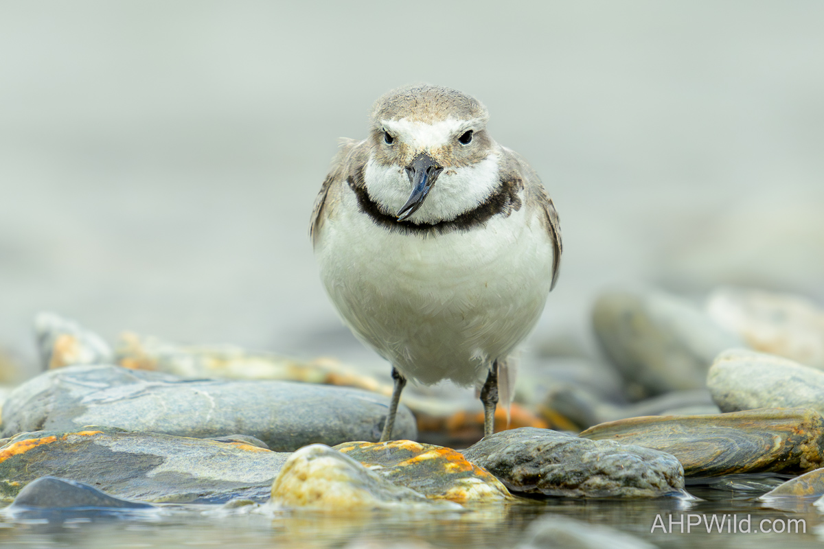 Wrybill