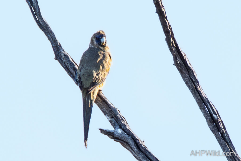 Bourke's Parrot