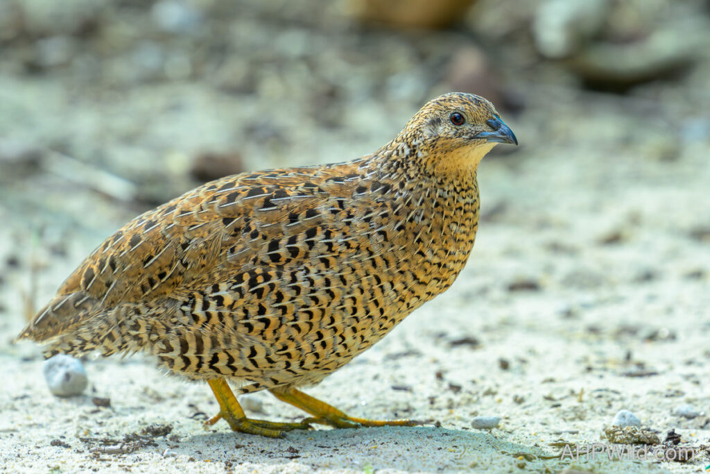 Brown Quail