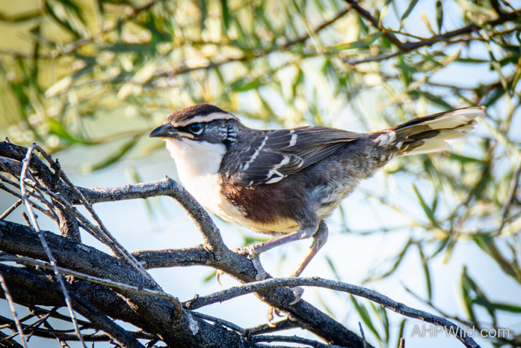 Chestnut-crowned Babbler