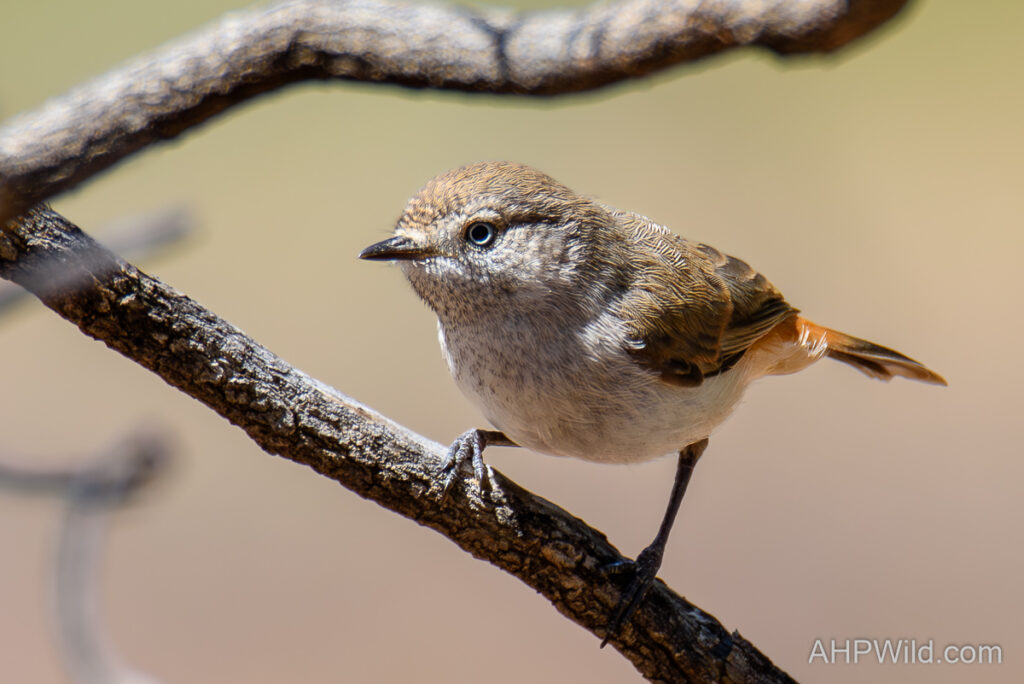 Chestnut-rumped Thornbill