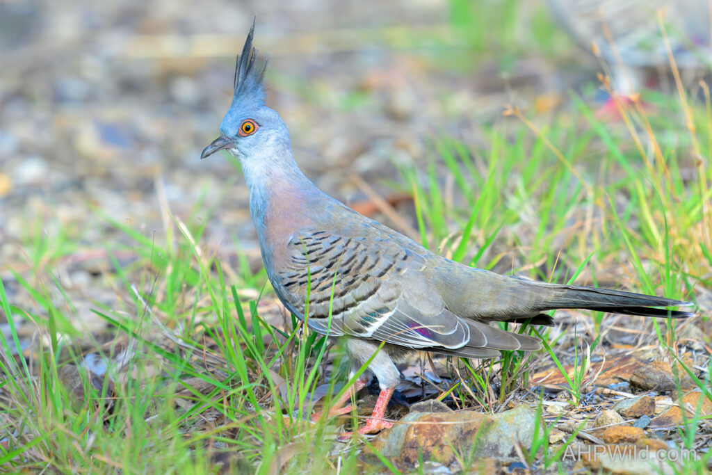 Crested Pigeon