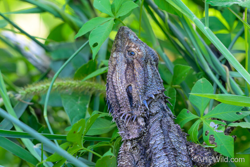 Eastern Bearded Dragon