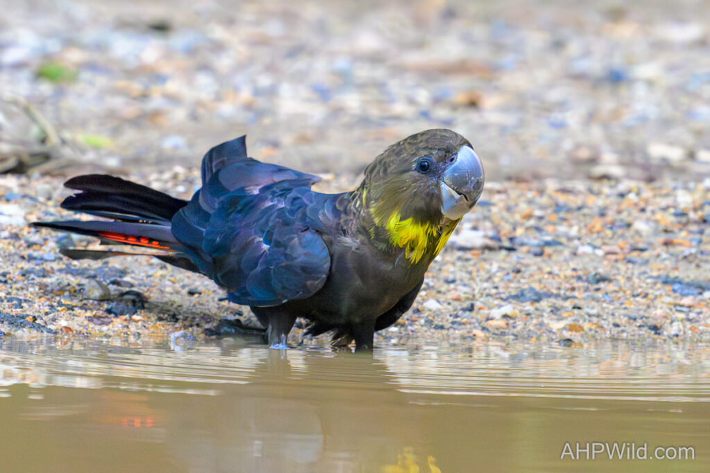 Glossy Black-cockatoo