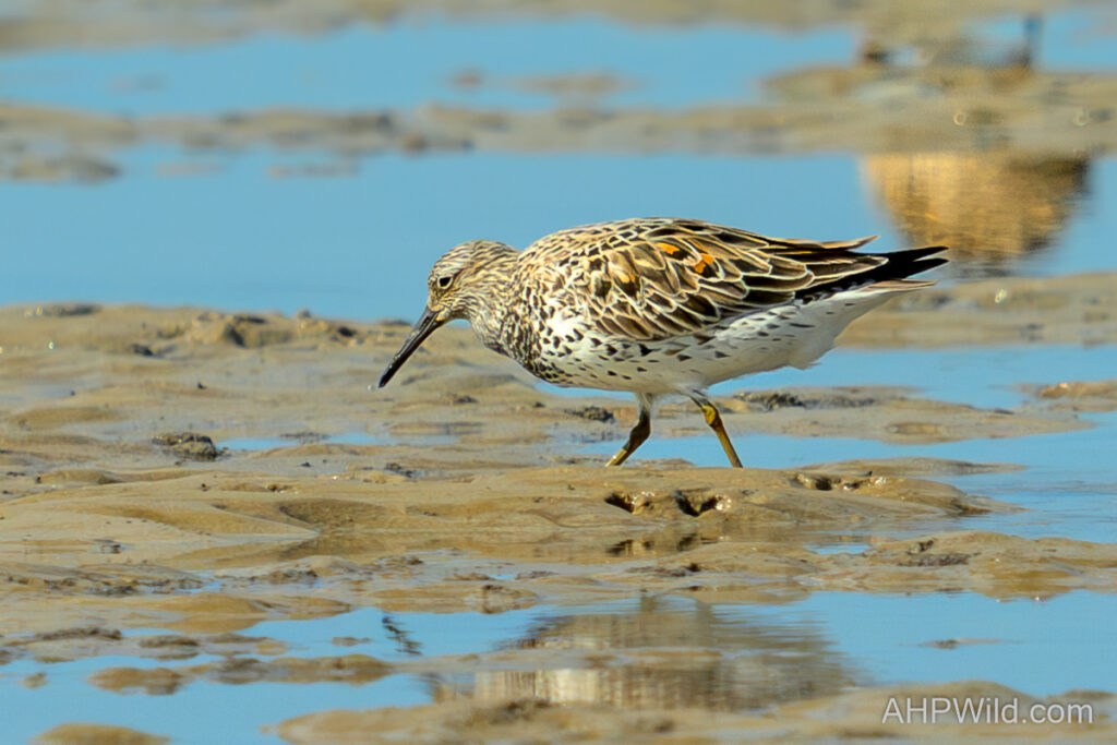 Great Knot