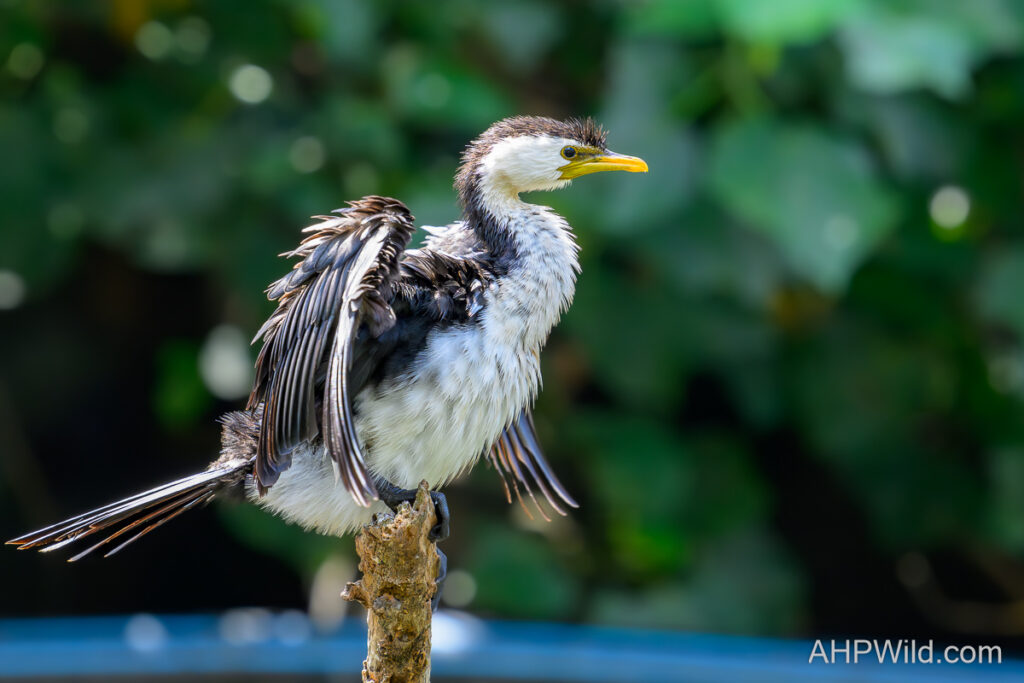 Little Pied Cormorant