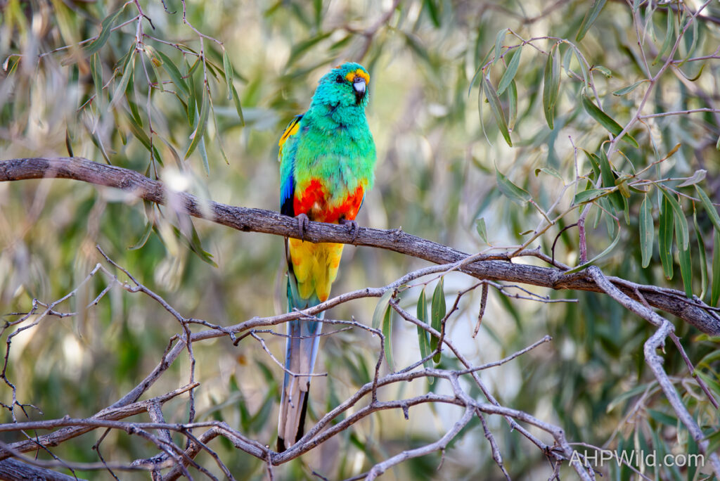 Mulga Parrot