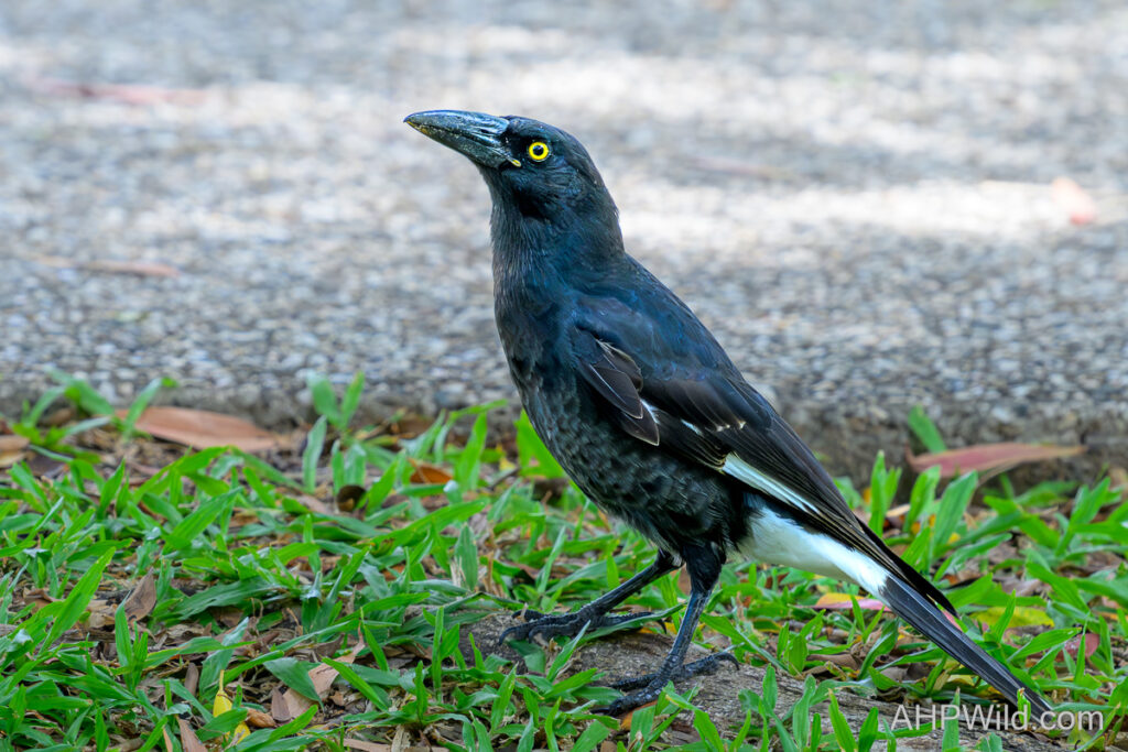 Pied Currawong