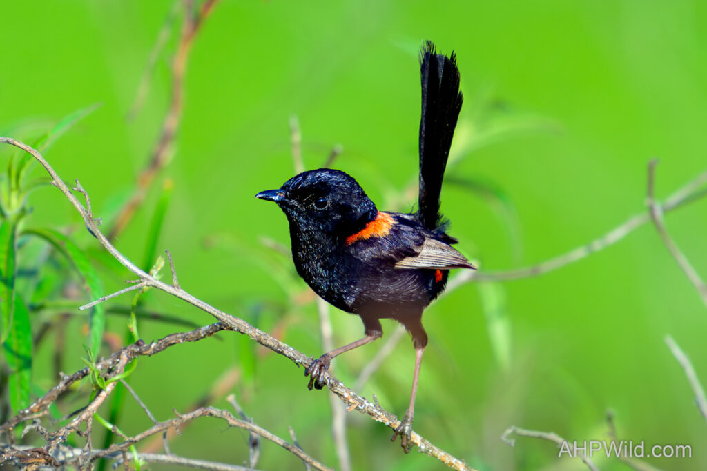 Red-backed Fairy-wren