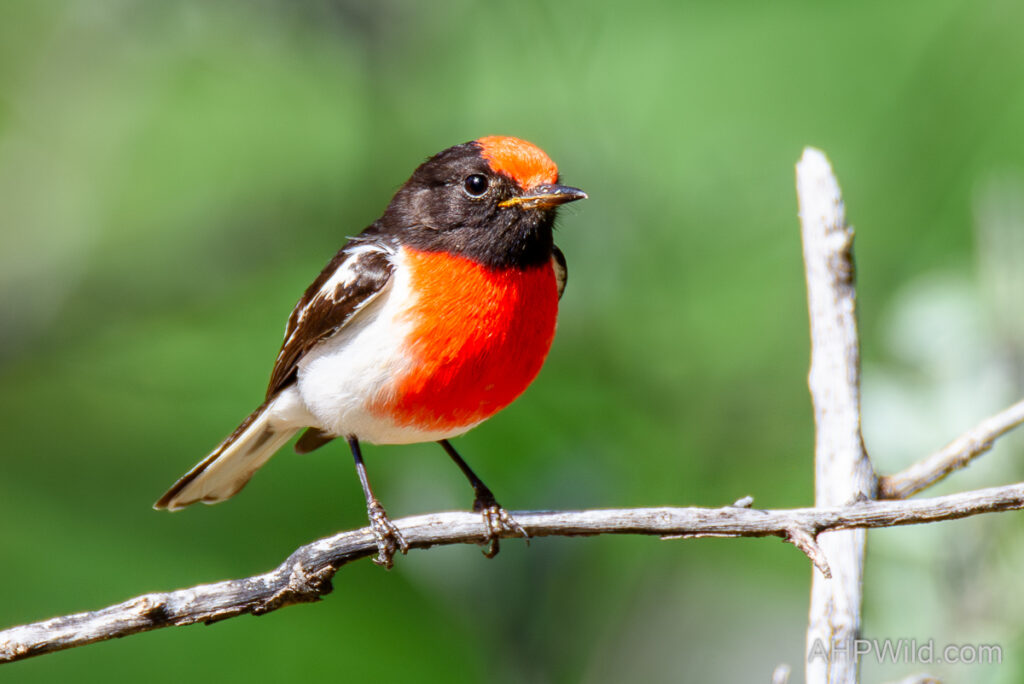 Red-capped Robin