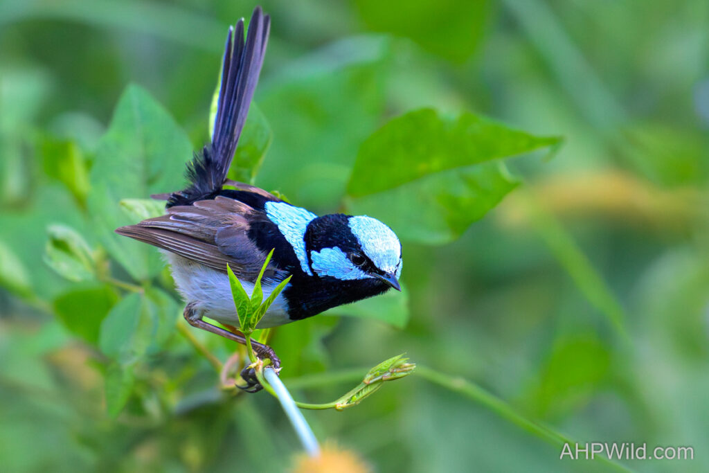 Superb Fairy-Wren