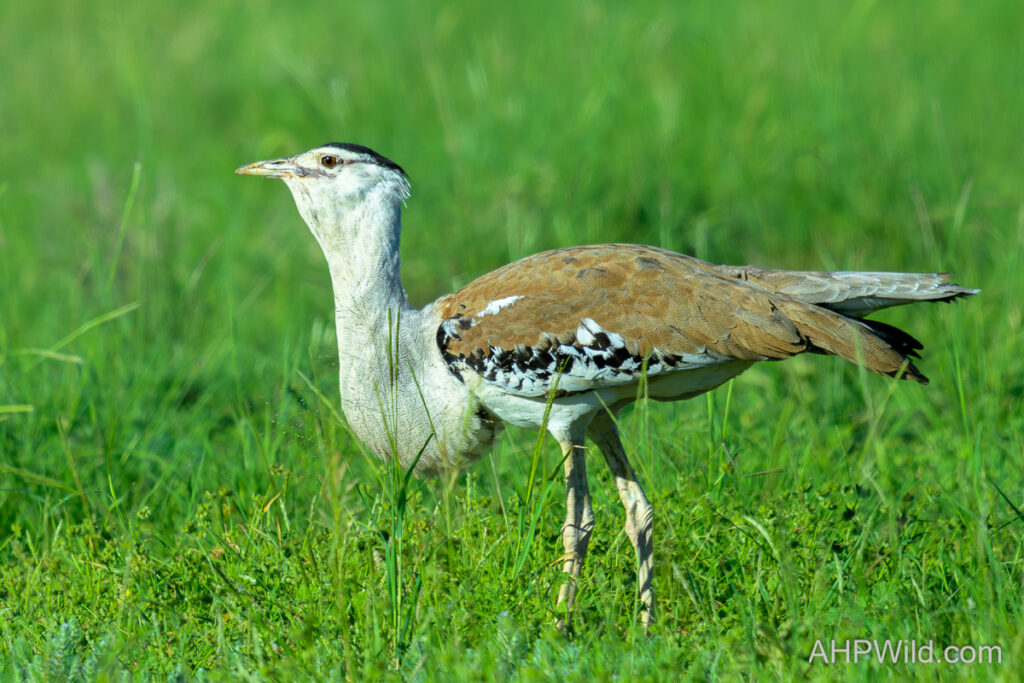 Australian Bustard