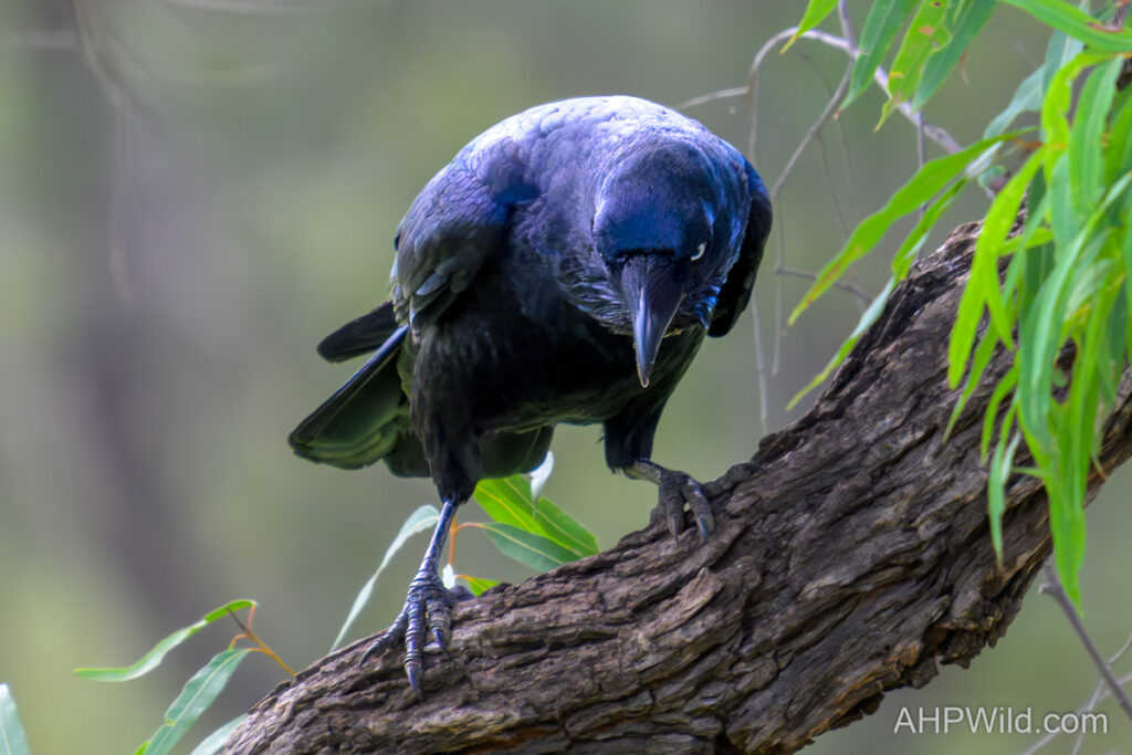 Australian Raven