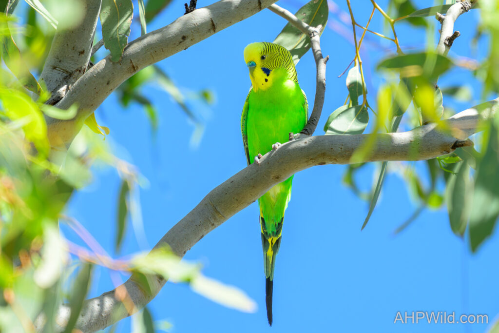 Budgerigar