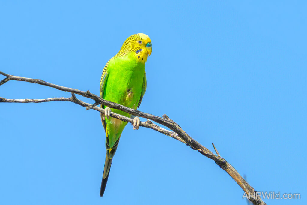 Budgerigar