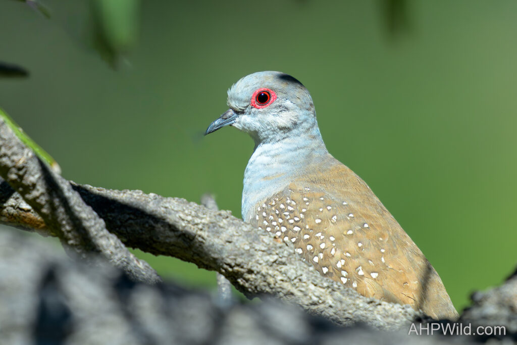 Diamond Dove