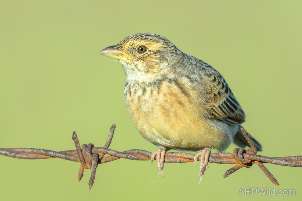 Horsfield's Bushlark