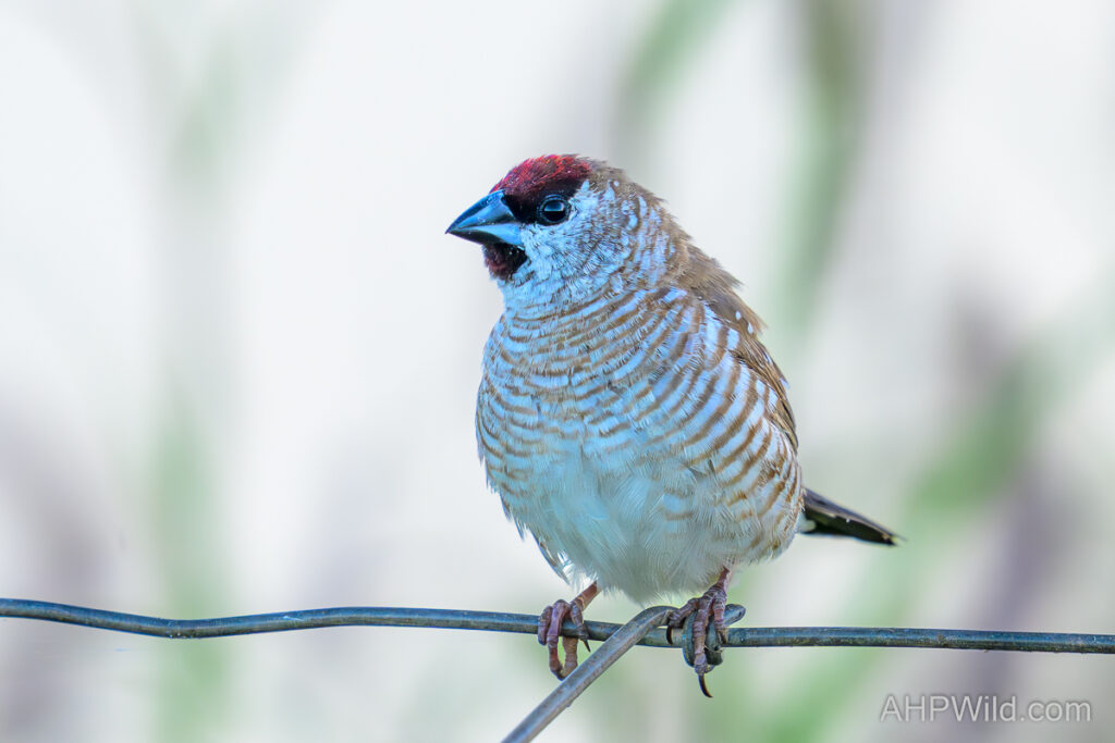 Plum-headed Finch