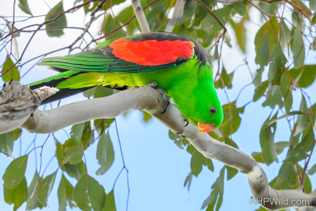Red-winged Parrot