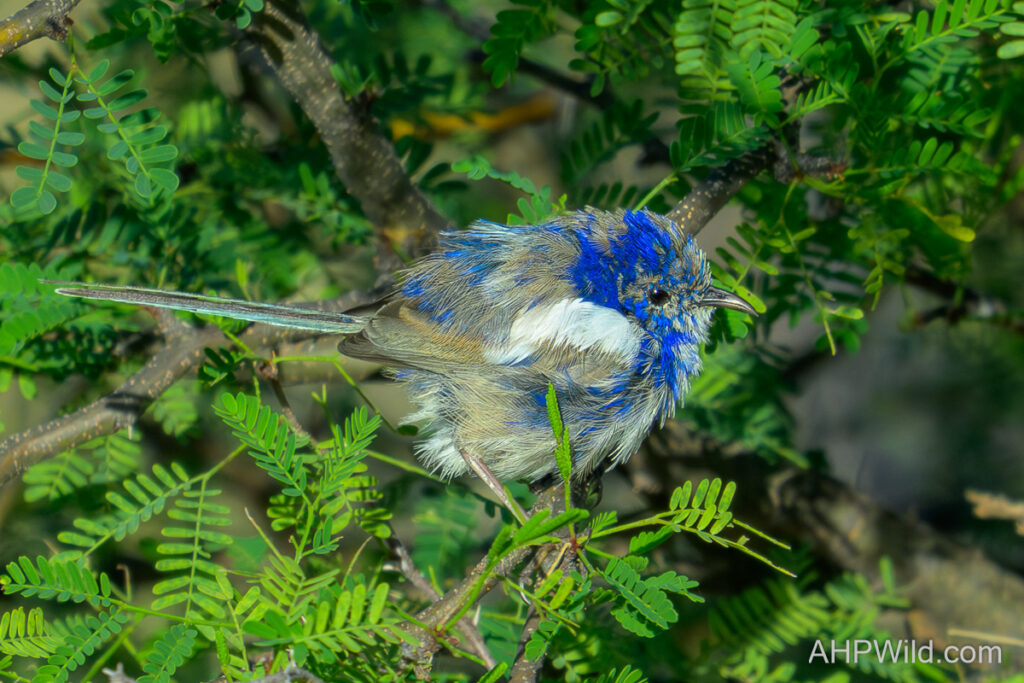 White-winged Fairy-wren