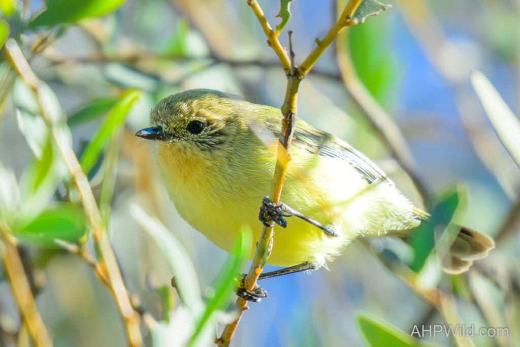 Yellow Thornbill